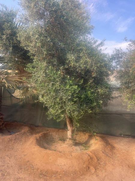 توريد وزراعة اشجار السدر والزيتون في الرياض